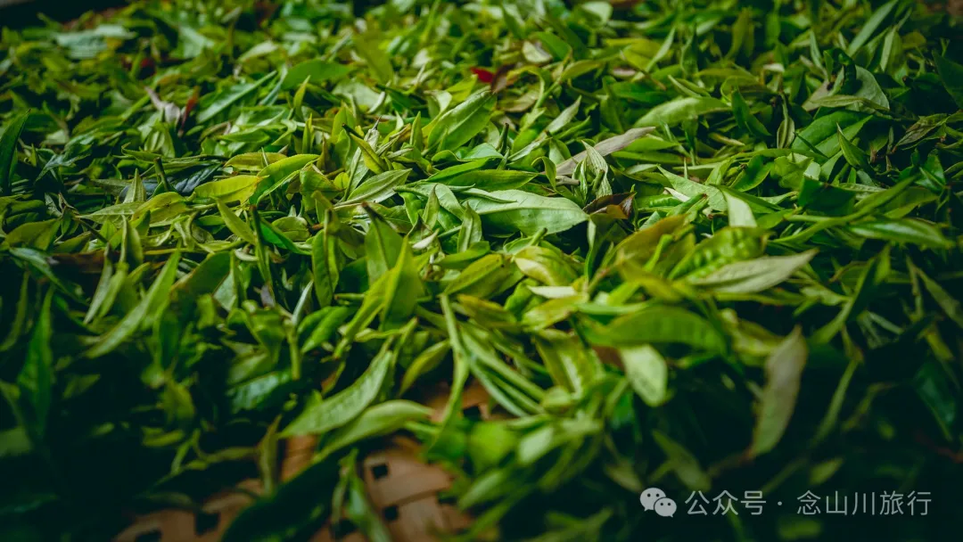大理南涧无量山:览无量山景,制无量山茶,访无量古树,观无量飞鸟 - 第11张