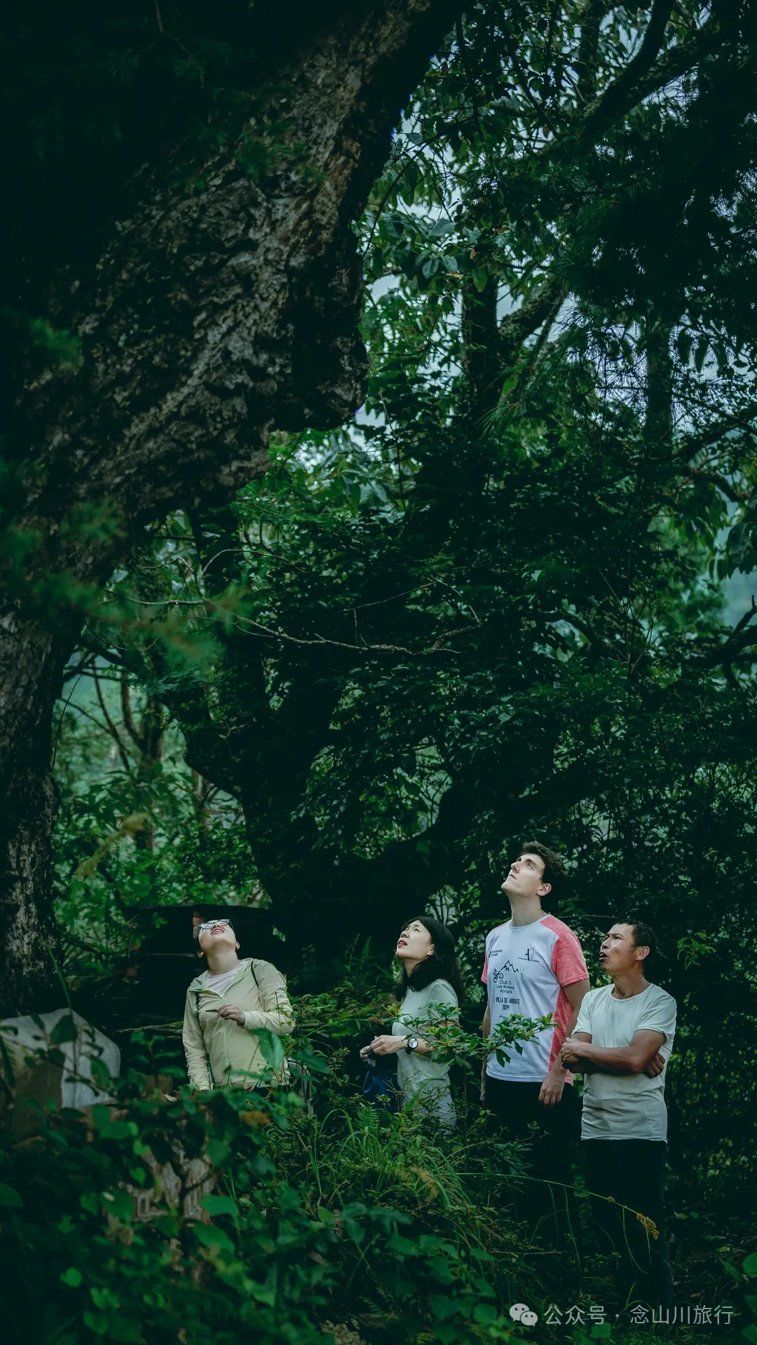 大理南涧无量山:览无量山景,制无量山茶,访无量古树,观无量飞鸟 - 第15张