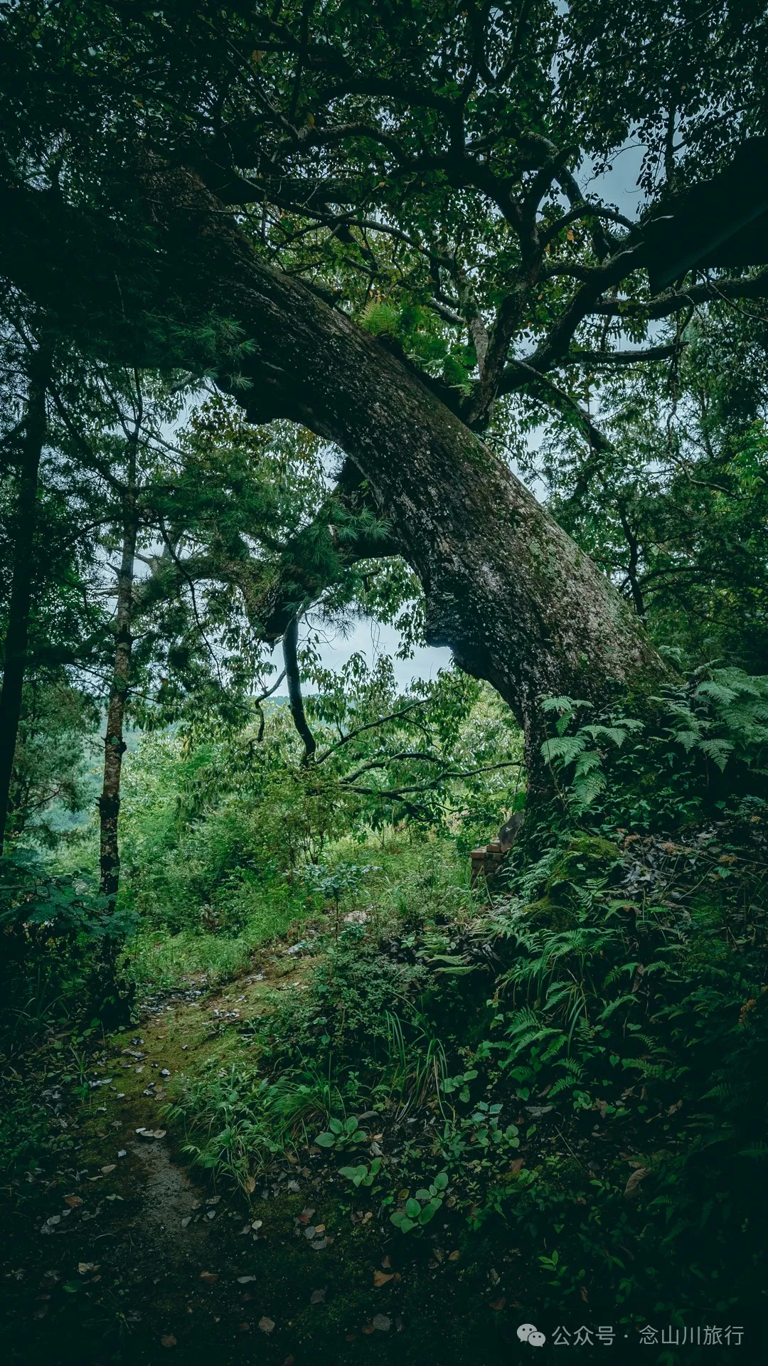 大理南涧无量山:览无量山景,制无量山茶,访无量古树,观无量飞鸟 - 第16张