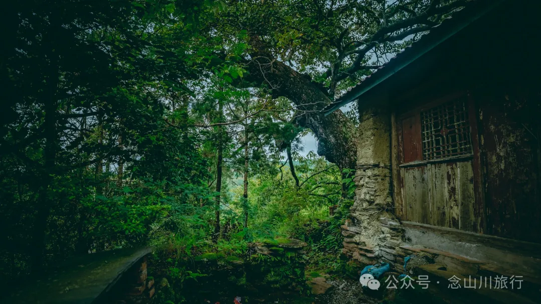 大理南涧无量山:览无量山景,制无量山茶,访无量古树,观无量飞鸟 - 第17张
