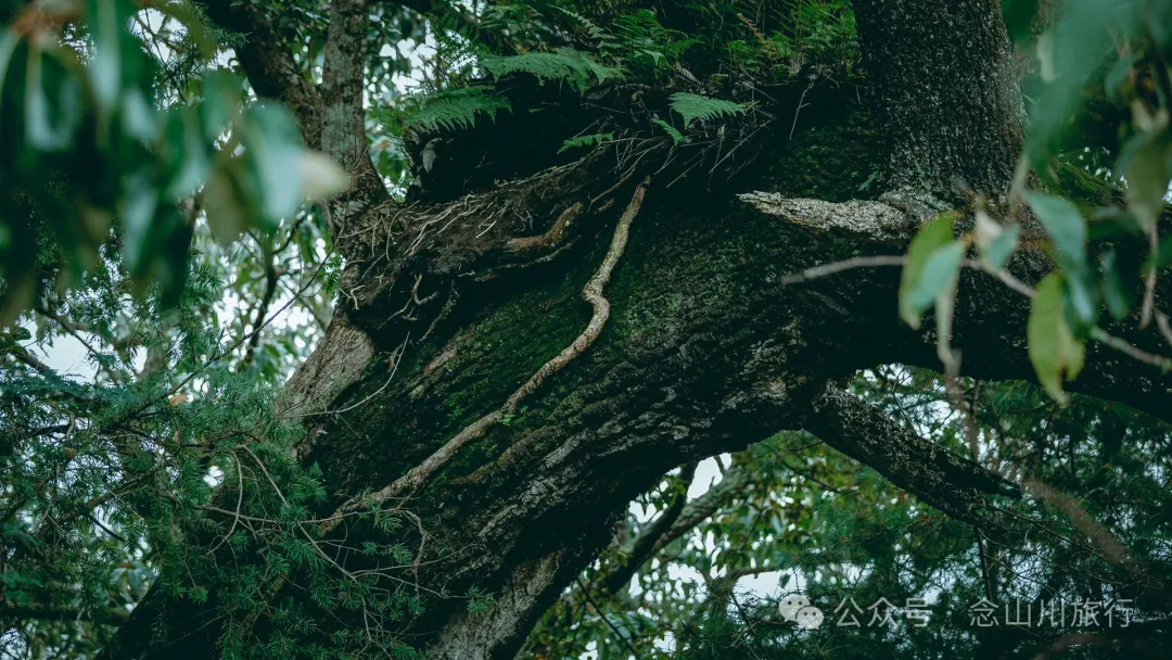 大理南涧无量山:览无量山景,制无量山茶,访无量古树,观无量飞鸟 - 第18张