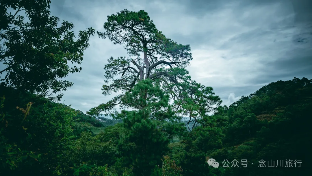 大理南涧无量山:览无量山景,制无量山茶,访无量古树,观无量飞鸟 - 第20张
