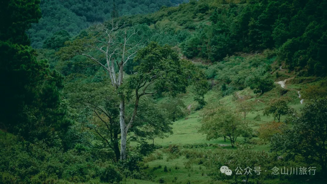 大理南涧无量山:览无量山景,制无量山茶,访无量古树,观无量飞鸟 - 第28张