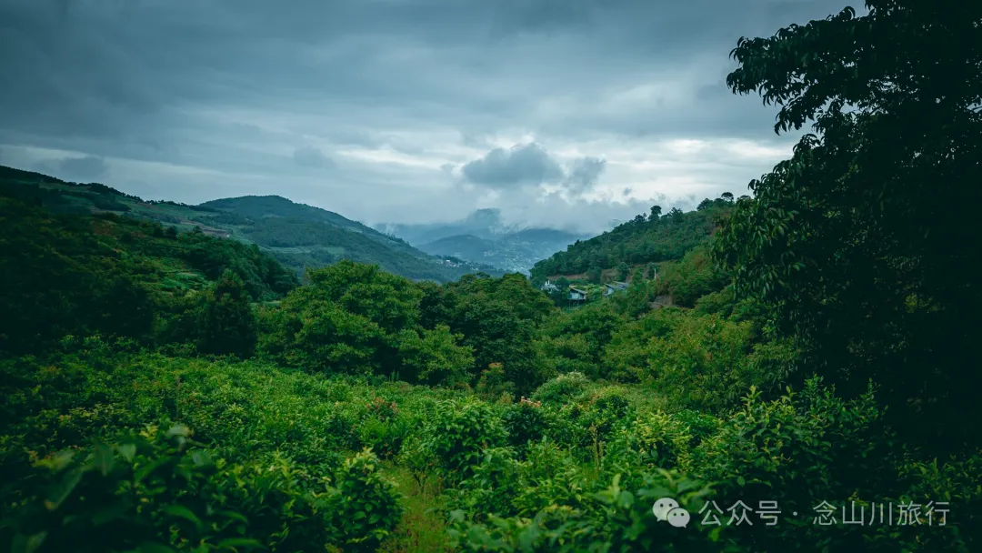 大理南涧无量山:览无量山景,制无量山茶,访无量古树,观无量飞鸟 - 第3张