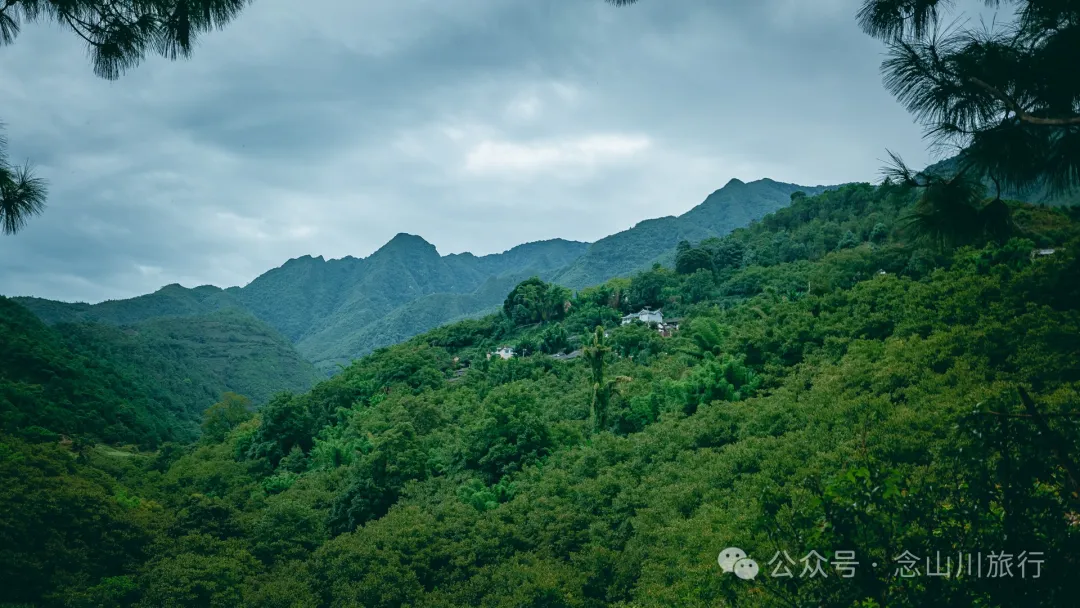 大理南涧无量山:览无量山景,制无量山茶,访无量古树,观无量飞鸟 - 第4张