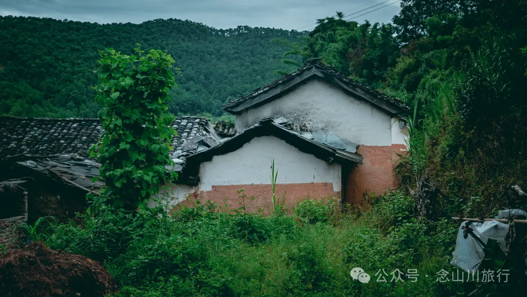 大理南涧无量山:览无量山景,制无量山茶,访无量古树,观无量飞鸟 - 第6张