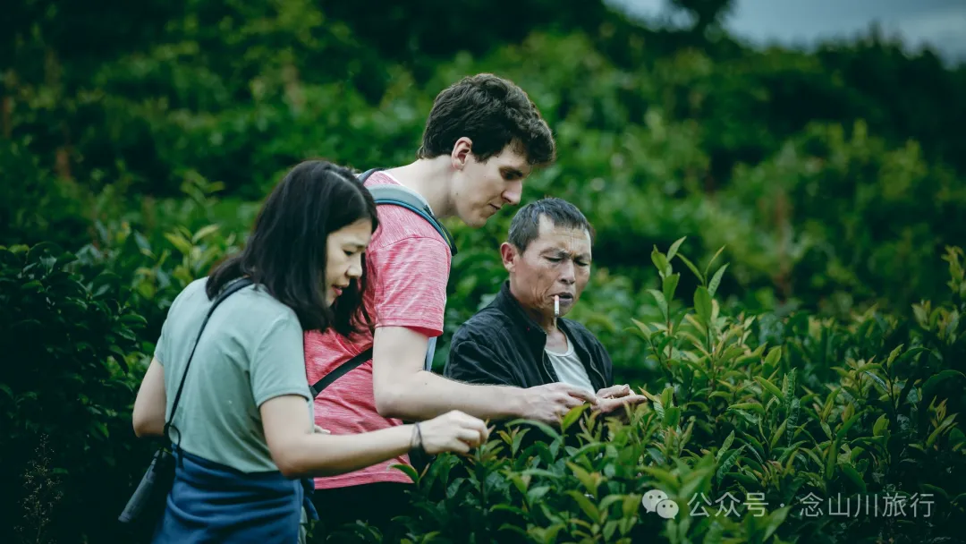 大理南涧无量山:览无量山景,制无量山茶,访无量古树,观无量飞鸟 - 第8张