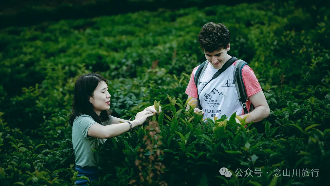 大理南涧无量山:览无量山景,制无量山茶,访无量古树,观无量飞鸟 - 第9张