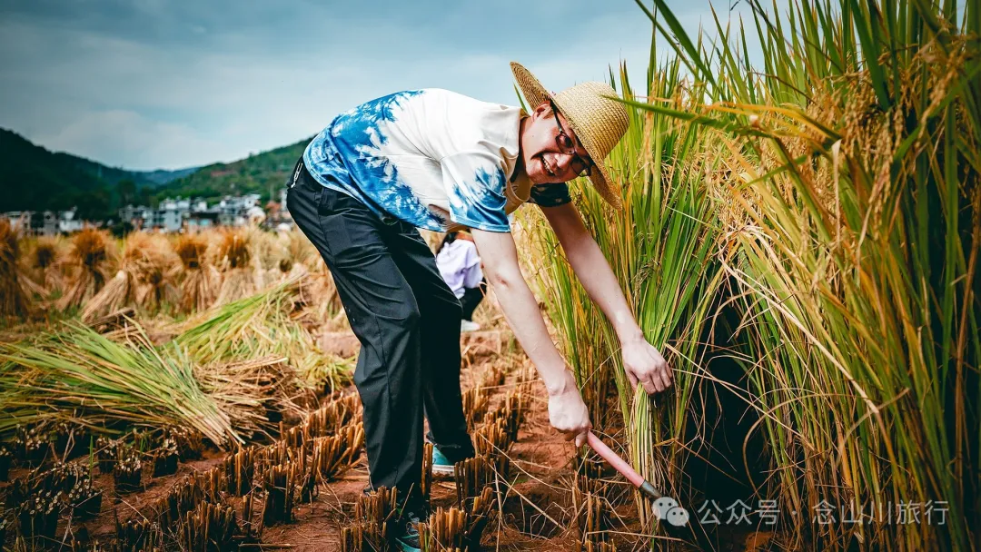 大理南涧：在金色稻田中重温稻香记忆 - 第12张