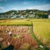 Nanjian, Dali: Reliving the Scent of Rice in Golden Fields