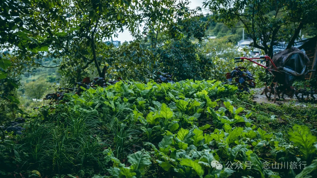 無量山鎮的隱秘角落：大理南澗發達地村的靜謐山居生活 - 第24張