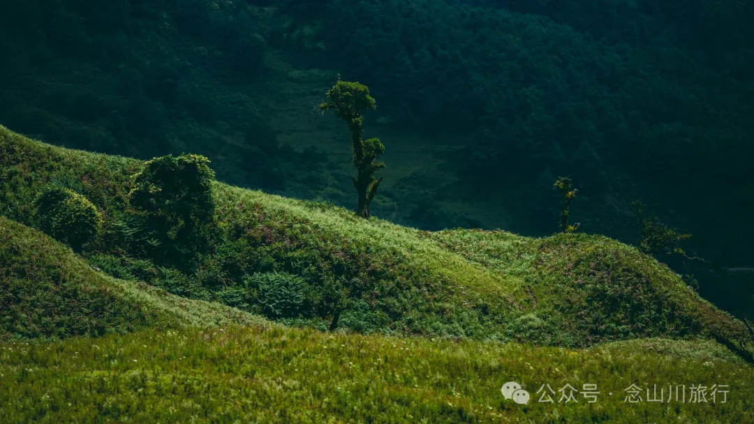 大理南涧无量太平山高山草甸：春天不肯离开，秋天不忍到来的地方 - 第17张