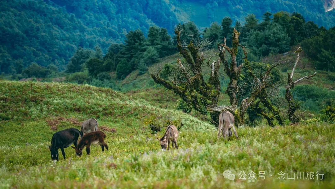 大理南涧无量太平山高山草甸：春天不肯离开，秋天不忍到来的地方 - 第22张