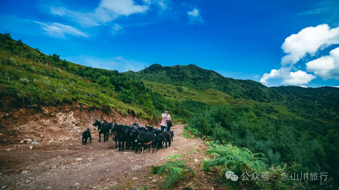 大理南涧无量太平山高山草甸：春天不肯离开，秋天不忍到来的地方 - 第39张