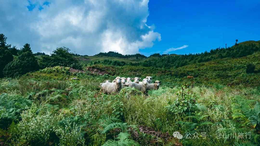 大理南涧无量太平山高山草甸：春天不肯离开，秋天不忍到来的地方 - 第40张