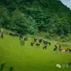 牛羊相伴：大理巍山梯子坡村的宁静徒步之旅