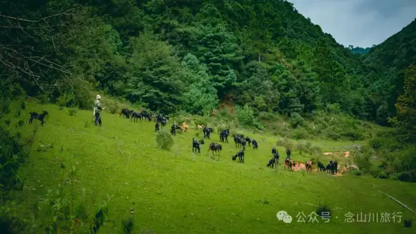 牛羊相伴:大理巍山梯子坡村的宁静徒步之旅