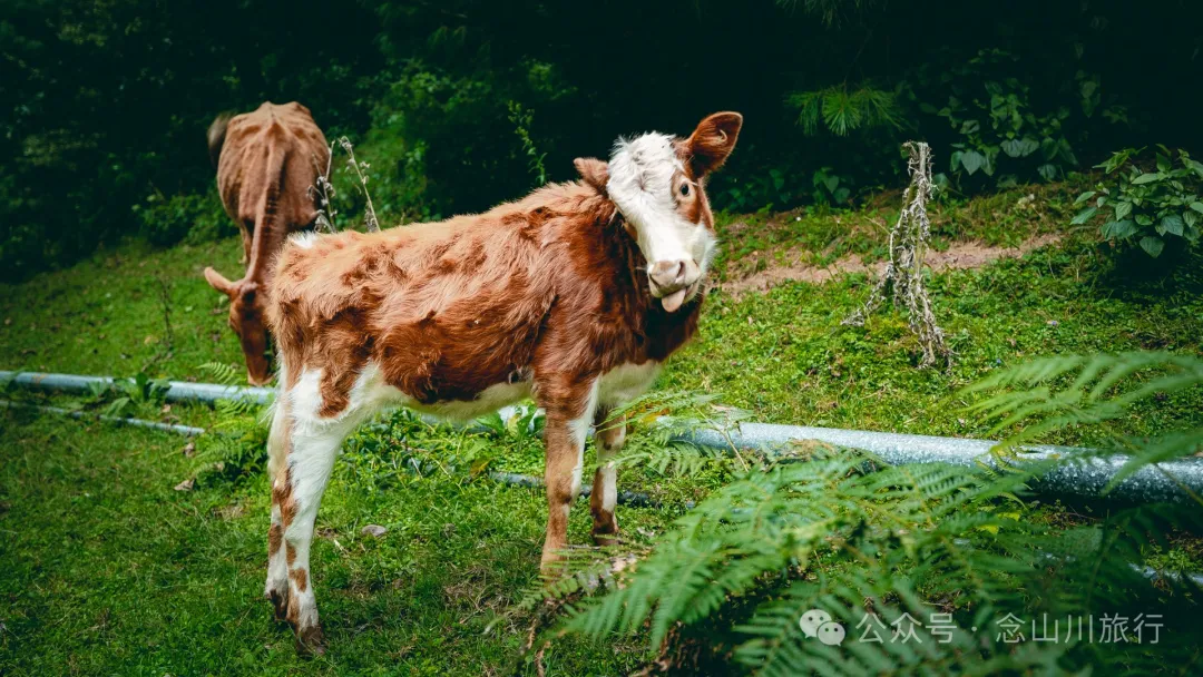 Accompanied by Cattle and Sheep: A Peaceful Hike in Tizipo Village, Weishan, Dali - Image 22