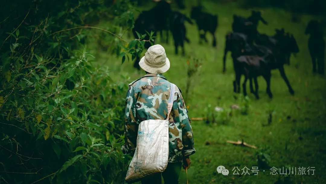 Accompanied by Cattle and Sheep: A Peaceful Hike in Tizipo Village, Weishan, Dali - Image 24