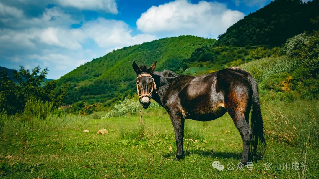 Accompanied by Cattle and Sheep: A Peaceful Hike in Tizipo Village, Weishan, Dali - Image 8