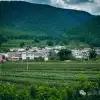 Dali Midu's Hidden Gem: Wuben Village, Exploring the Real-Life 'Peach Blossom Spring'