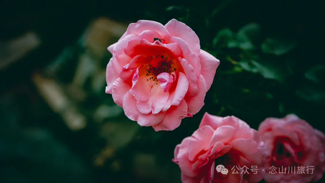 大理彌渡秘境：霧本村，探尋現實裡的「桃花源」 - 第15張