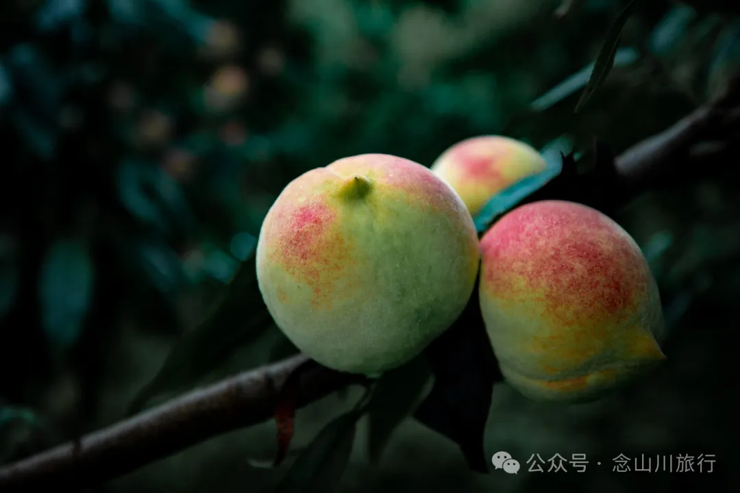 大理彌渡秘境：霧本村，探尋現實裡的「桃花源」 - 第23張