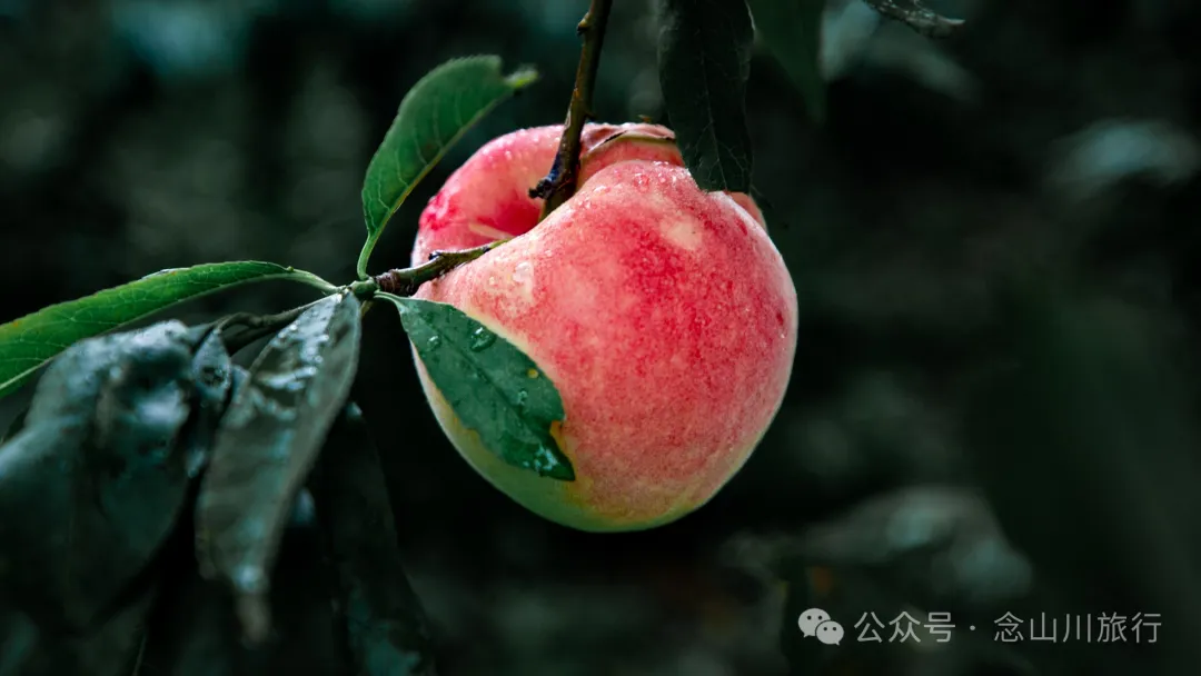 大理彌渡秘境：霧本村，探尋現實裡的「桃花源」 - 第24張
