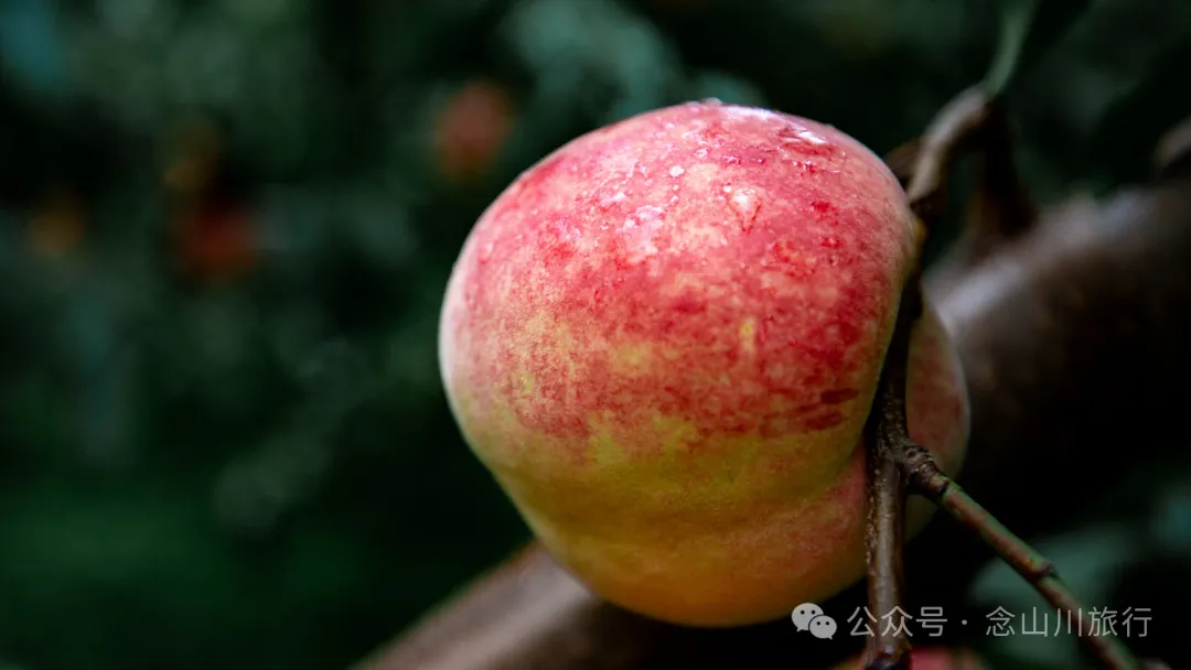 大理彌渡秘境：霧本村，探尋現實裡的「桃花源」 - 第25張