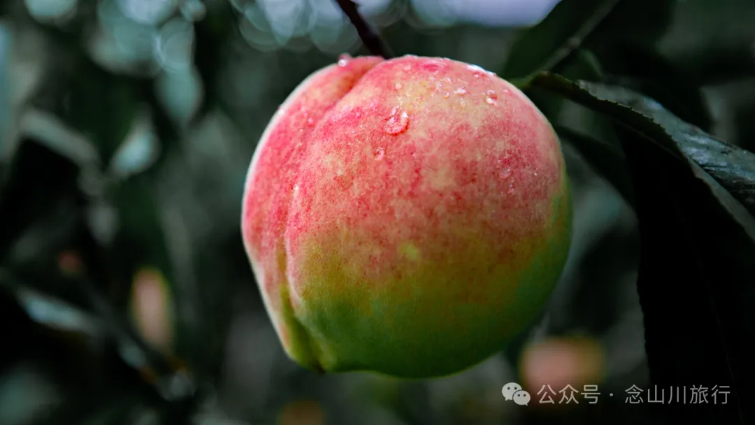 大理彌渡秘境：霧本村，探尋現實裡的「桃花源」 - 第30張