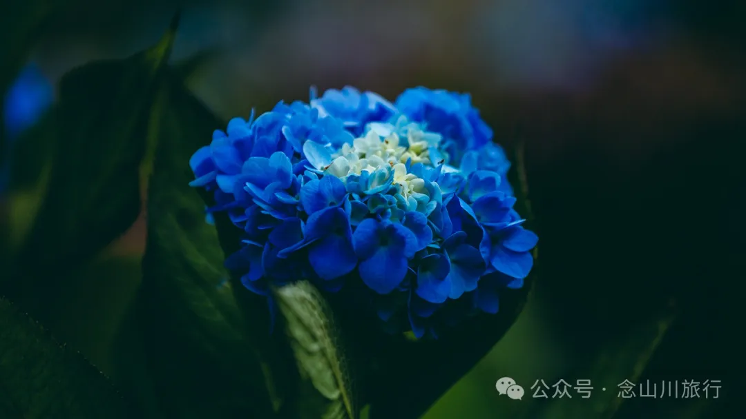 大理南涧无量药谷:无量山中的阿尔卑斯山小镇 - 第17张