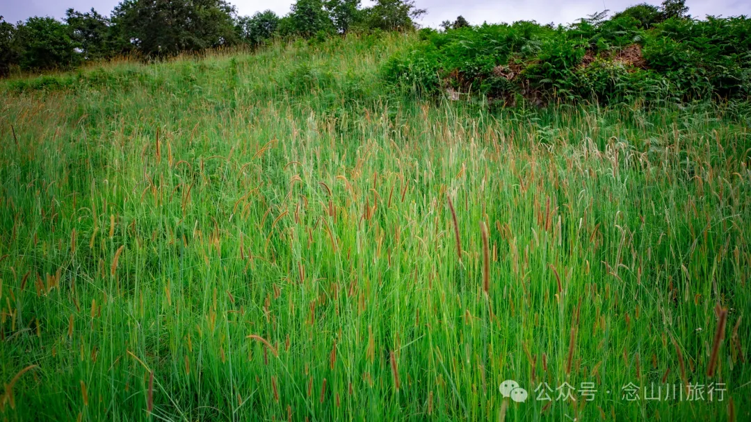 Bahuanhe Grassland: A Hidden Gem in Lincang Yun County, A New Pastoral Poem by the Lancang River - Image 22