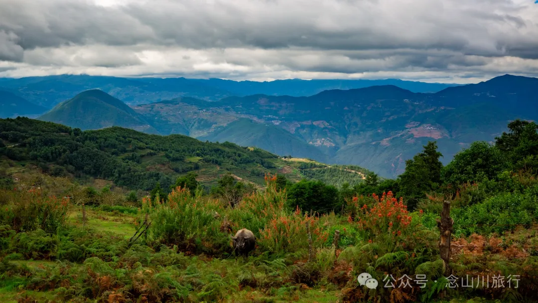 Bahuanhe Grassland: A Hidden Gem in Lincang Yun County, A New Pastoral Poem by the Lancang River - Image 29