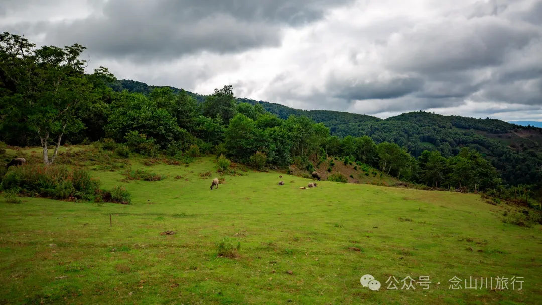 Bahuanhe Grassland: A Hidden Gem in Lincang Yun County, A New Pastoral Poem by the Lancang River - Image 3