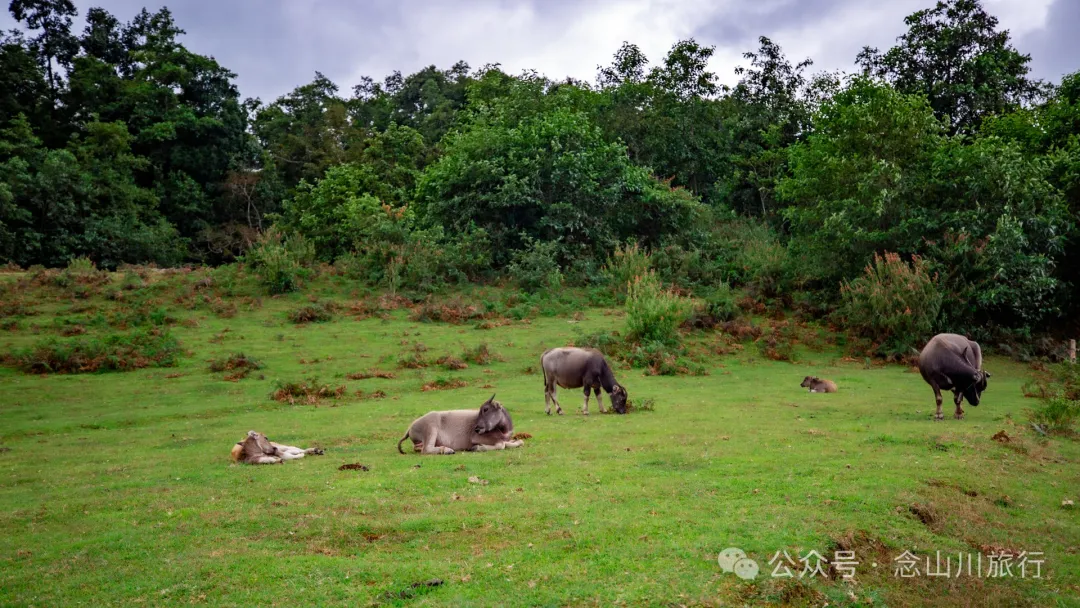 Bahuanhe Grassland: A Hidden Gem in Lincang Yun County, A New Pastoral Poem by the Lancang River - Image 30