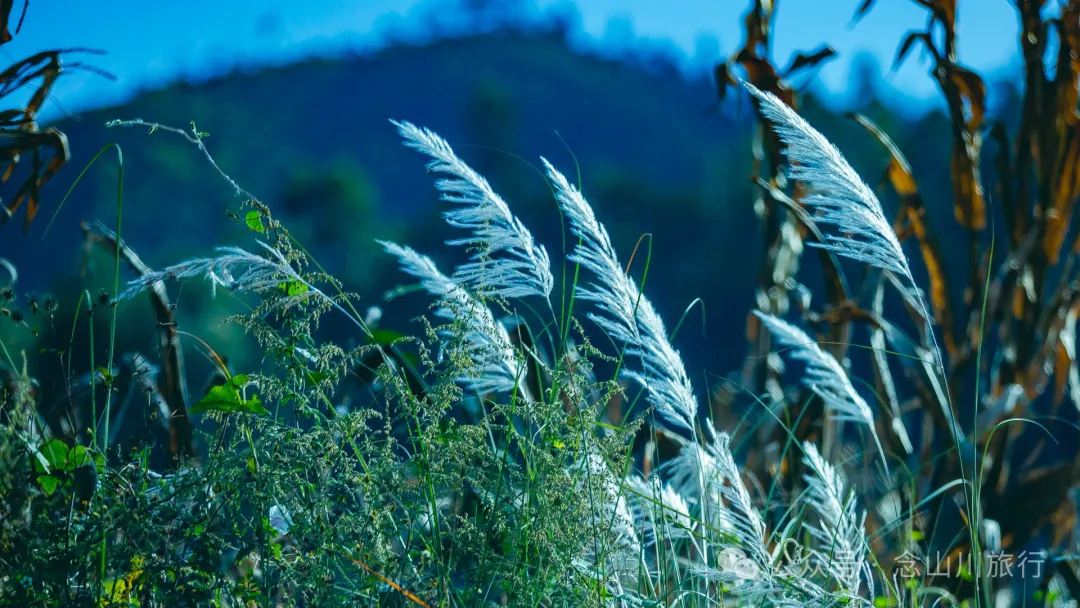 大理巍山大黄草坝：田园风光中的理想村落 - 第24张