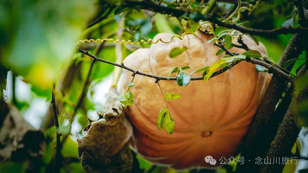 Duoyu Village in Weishan, Dali: A Peaceful Village Amidst Lush Mountain Scenery - Image 33