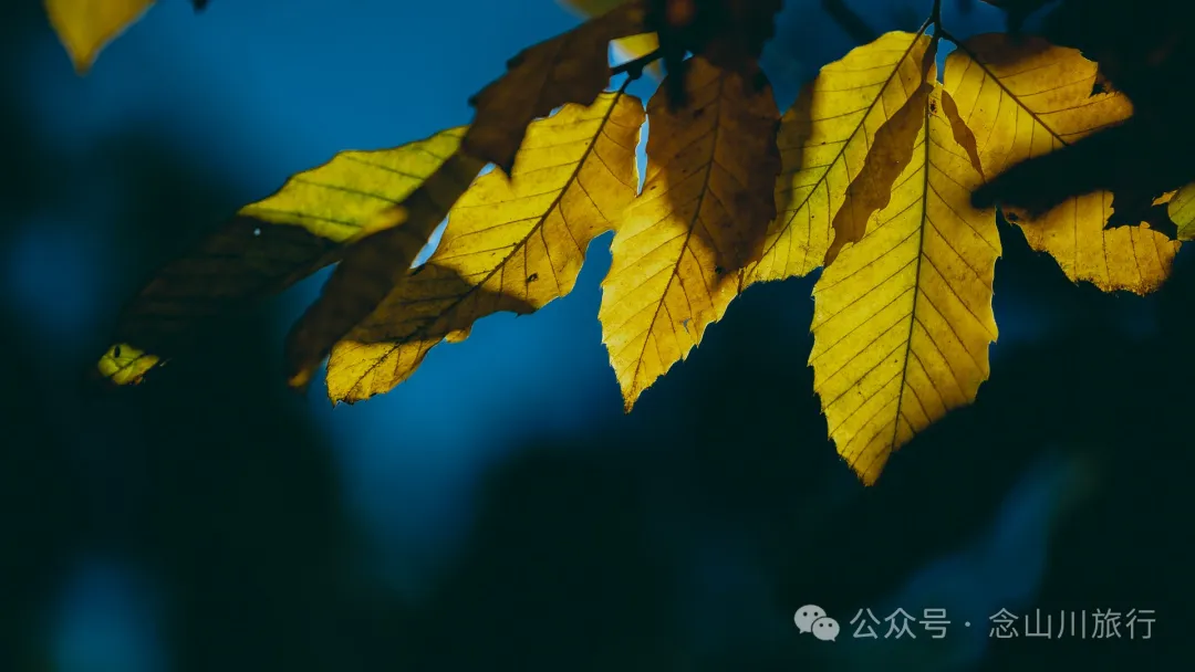 大理巍山封川塔：登清朝古塔，览蒙舍冬景，赏山中黄叶 - 第21张