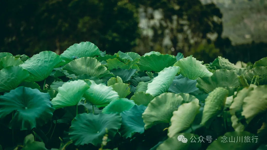 Shuangdui Village in Weishan, Dali: Winter Harvest Hidden in the Mud (Lotus Roots and Arrowheads) - Image 1