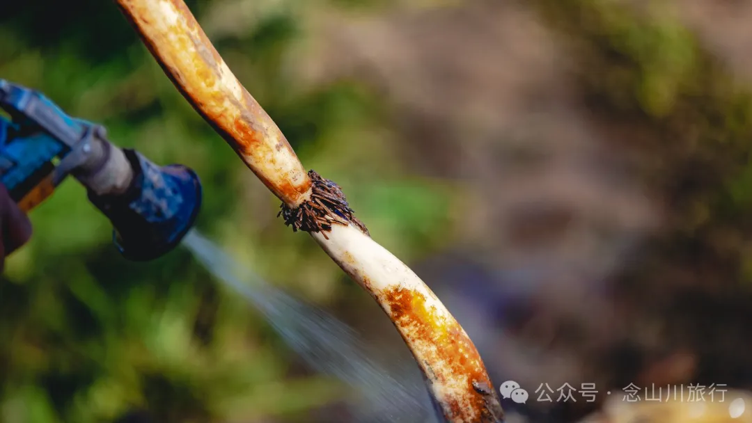 Shuangdui Village in Weishan, Dali: Winter Harvest Hidden in the Mud (Lotus Roots and Arrowheads) - Image 12