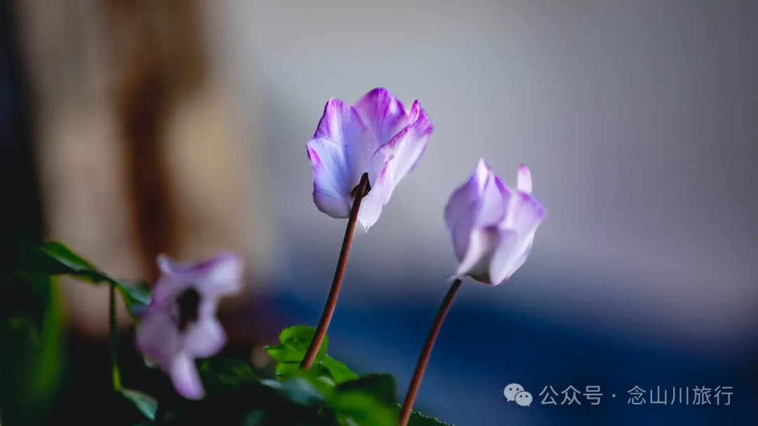 Shuangdui Village in Weishan, Dali: Winter Harvest Hidden in the Mud (Lotus Roots and Arrowheads) - Image 16