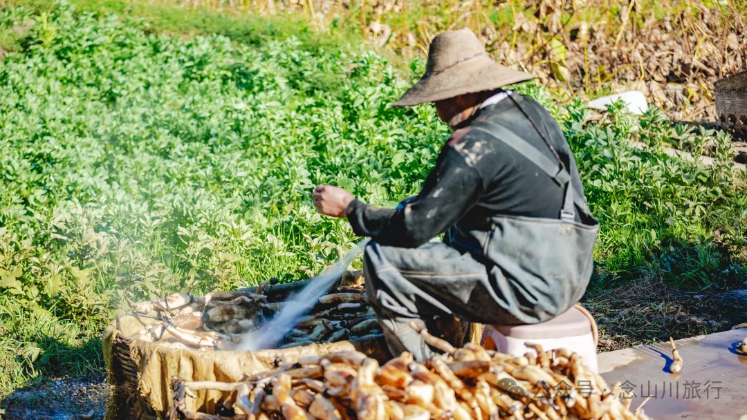 Shuangdui Village in Weishan, Dali: Winter Harvest Hidden in the Mud (Lotus Roots and Arrowheads) - Image 2