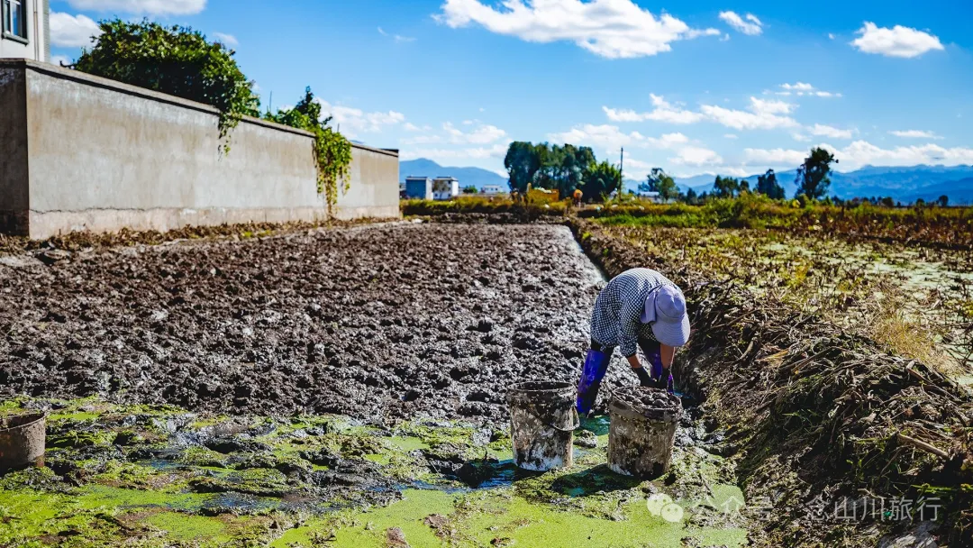 Shuangdui Village in Weishan, Dali: Winter Harvest Hidden in the Mud (Lotus Roots and Arrowheads) - Image 7