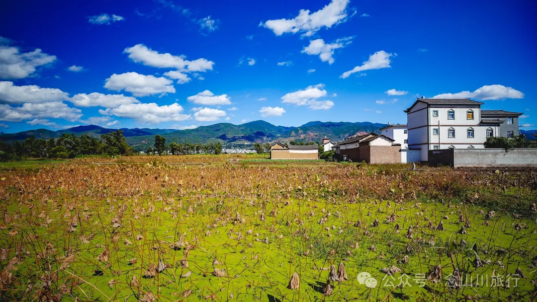 Shuangdui Village in Weishan, Dali: Winter Harvest Hidden in the Mud (Lotus Roots and Arrowheads) - Image 8