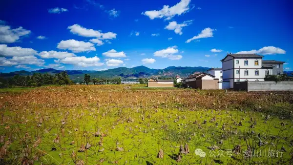 大理巍山双堆村:冬天藏在泥土里的收获(莲藕和茨菇)