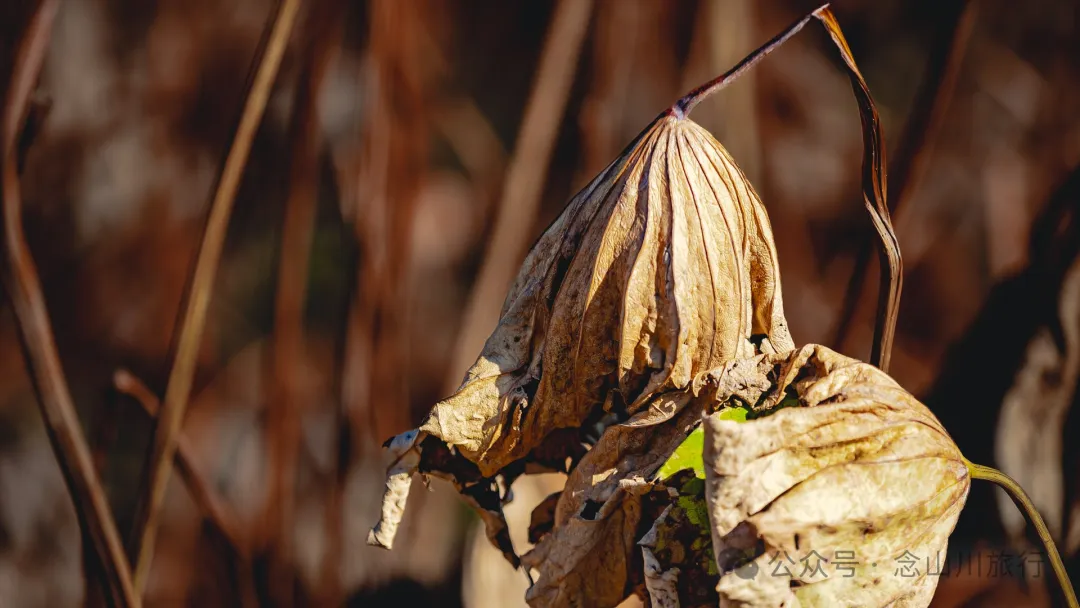 Shuangdui Village in Weishan, Dali: Winter Harvest Hidden in the Mud (Lotus Roots and Arrowheads) - Image 9