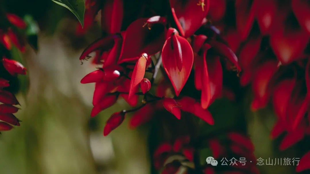 大理巍山翁家丫口村:一段村庄的历史,一个老人的生活,一棵树的光阴 - 第27张
