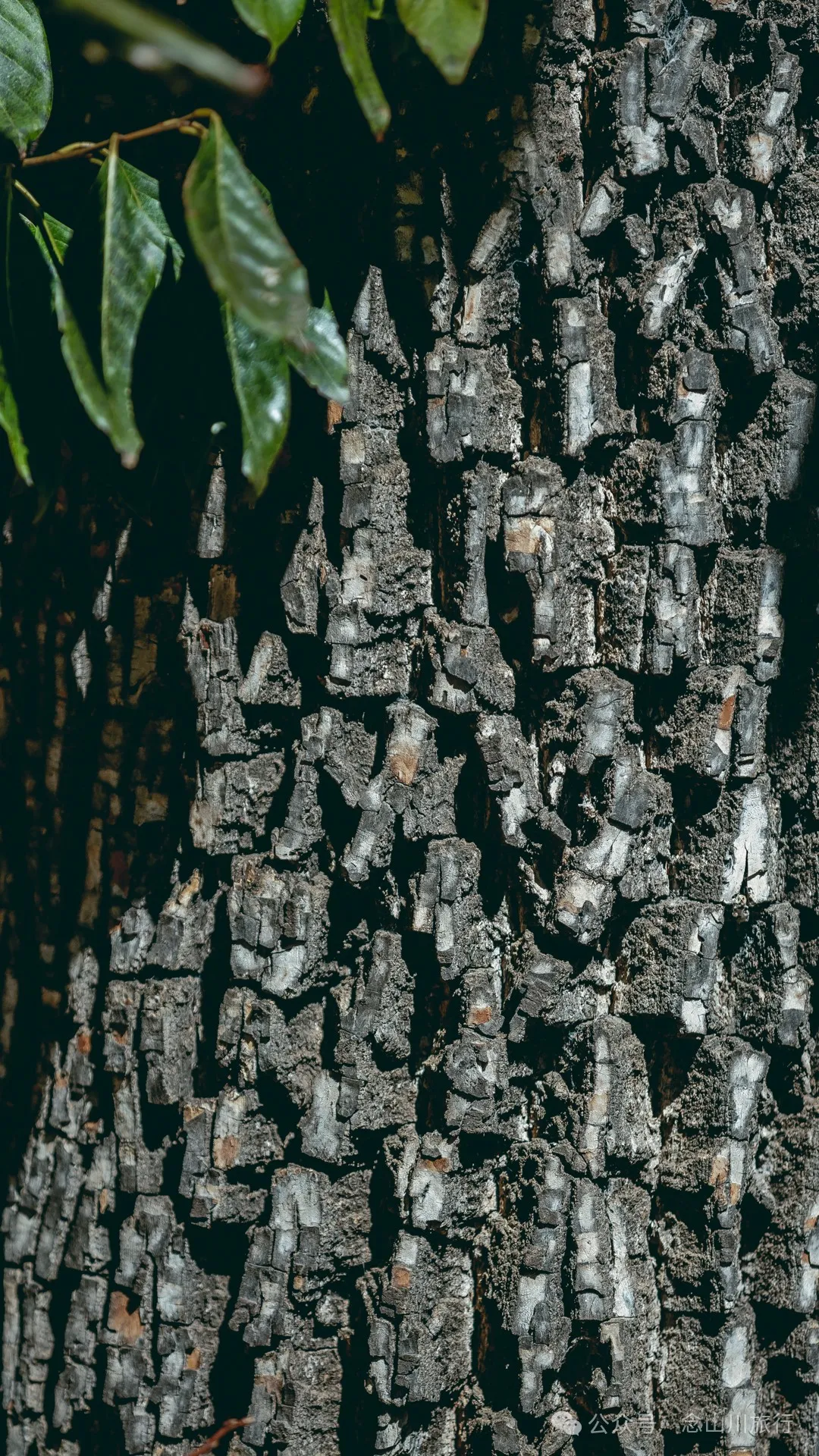 大理巍山翁家丫口村:一段村庄的历史,一个老人的生活,一棵树的光阴 - 第29张