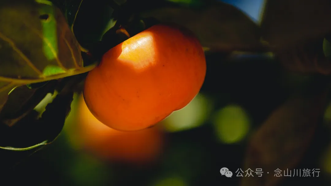 大理巍山小黄草坝:山村里的温暖时光 - 第29张