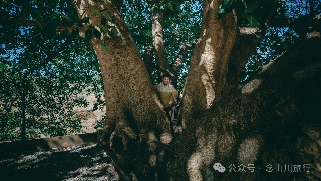 Xiaotizipo Village in Weishan, Dali: A Peaceful Village Guarded by a Sacred Tree - Image 3